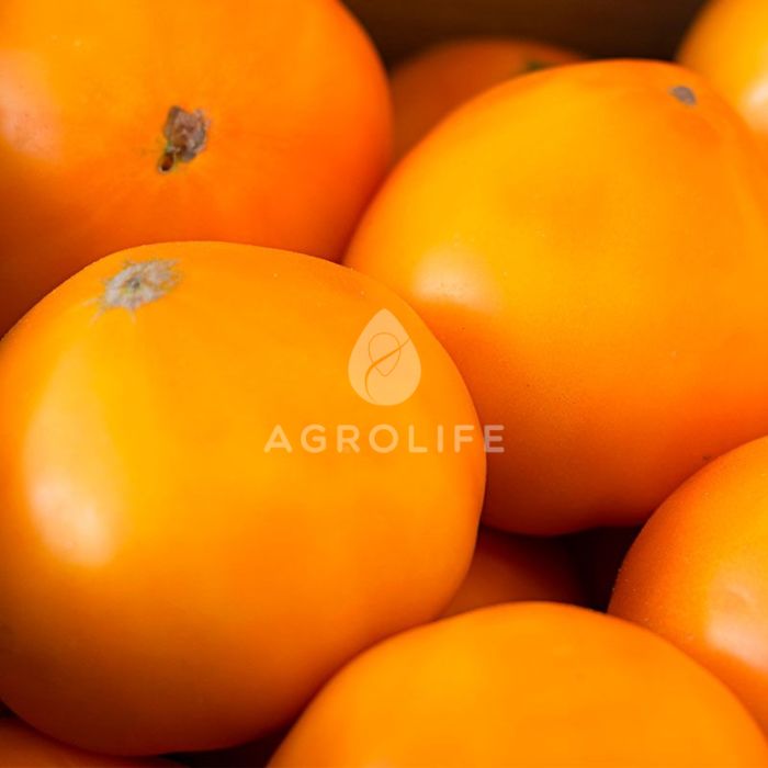 ЯМАМОТО (KS 10) F1 / YAMAMOTO (KS 10) F1 —  томат индетерминантный, Kitano Seeds (Професійне насіння)