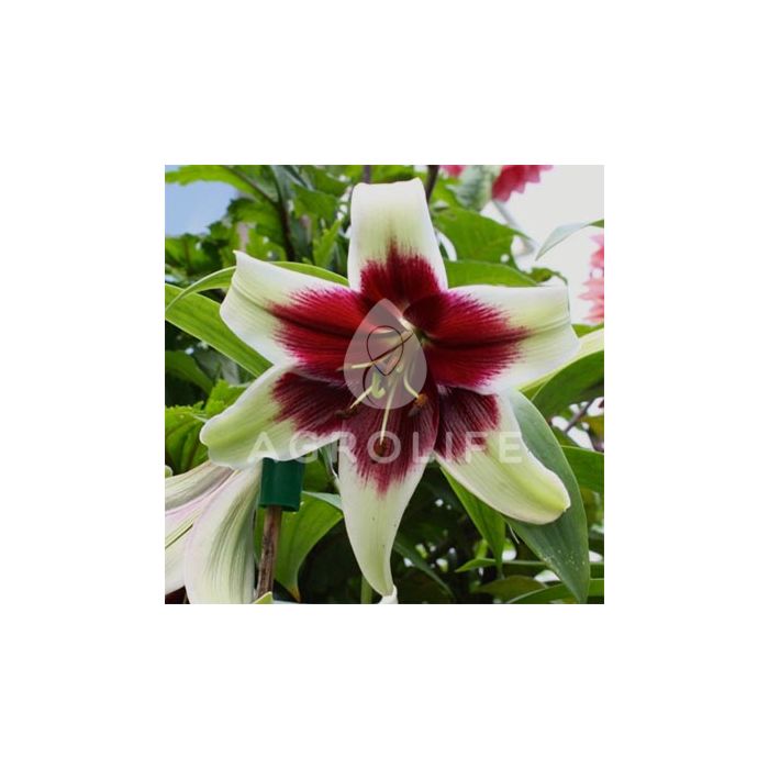 Лилия Kushi Maya, 1 луковица, Florium