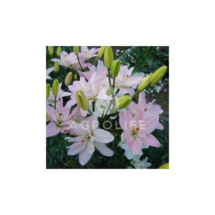 Лилия Spring Pink,  Florium