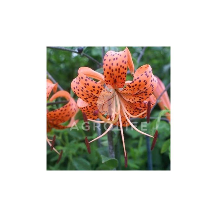 Лилия Lancifolium Splendens,  Florium
