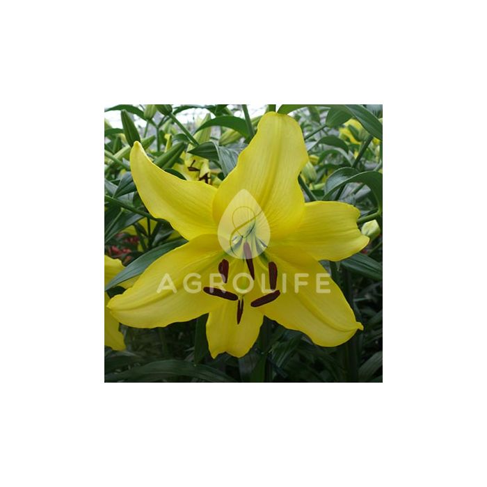 Лилия Yellow Power, 2 луковицы, Florium