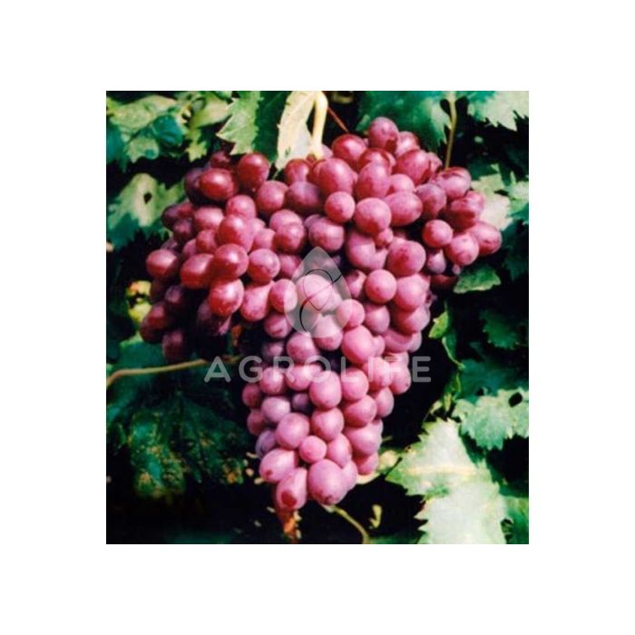 Саженцы винограда Ливия (кореневласный), розовый раннеспелый  