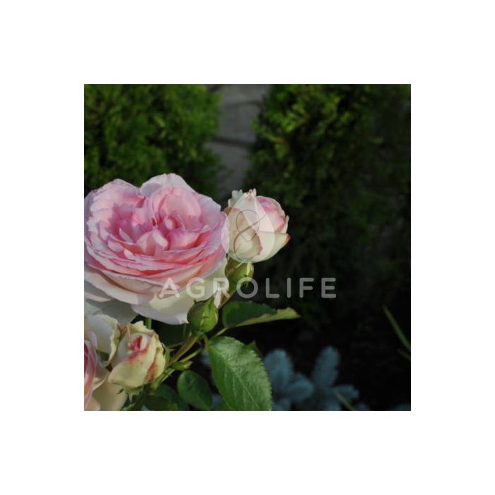 Саженцы роз плетистая Eden Rose (Иден Роуз)