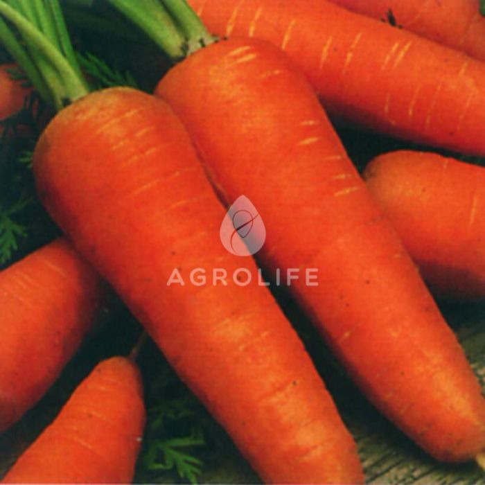 АЛЬТРОНА F1 / ALTRONA F1 (1610 F1) — Морковь, Agri Saaten
