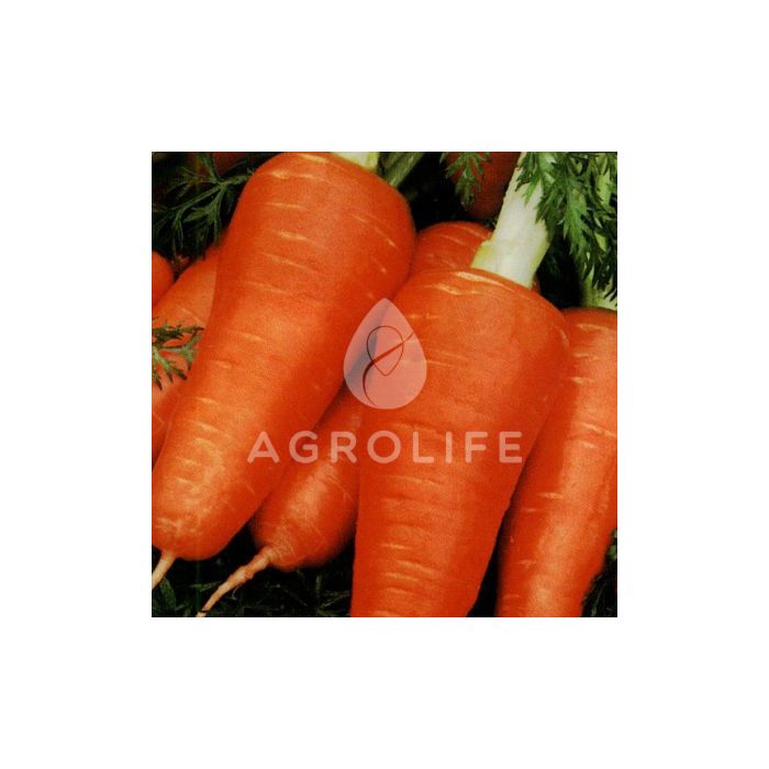 ШАНТАНЕ / SHANTANE — морковь, Hortus