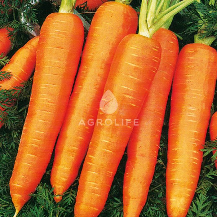 МИЛАНА F1 / MILANA F1  – морковь, LibraSeeds (Erste Zaden)