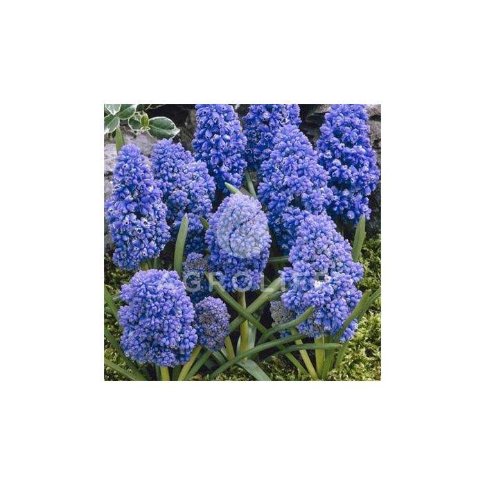 Мускари Blue Spike,  Florium