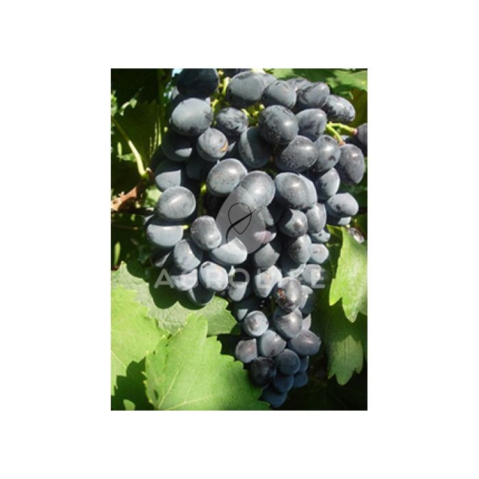 Саженцы винограда Надежда АЗОС (кореневласный), синий среднеранний 