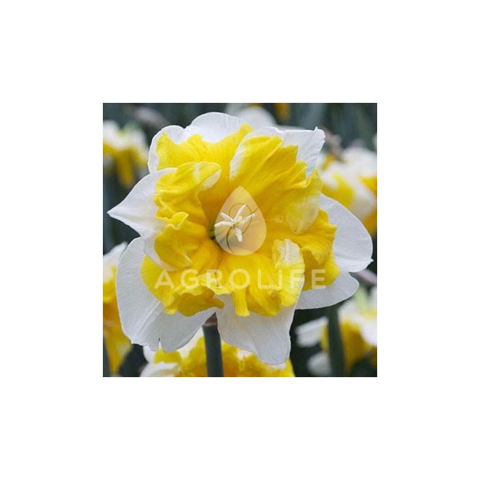 Нарцисс Cassata,  Florium