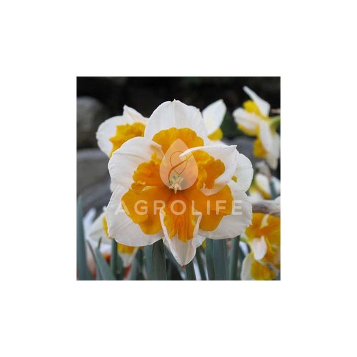 Нарцисс Orangery,  Florium