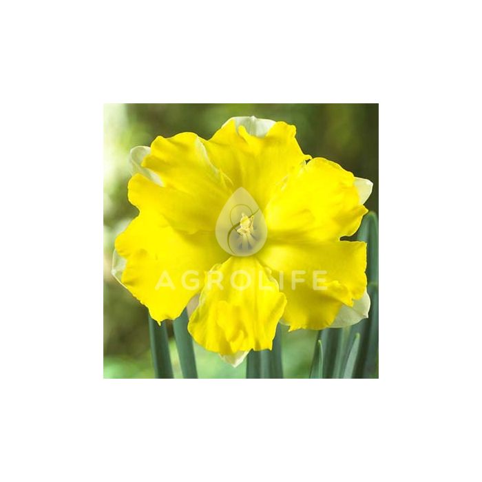 Нарцисс Pretty in Yellow,  Florium