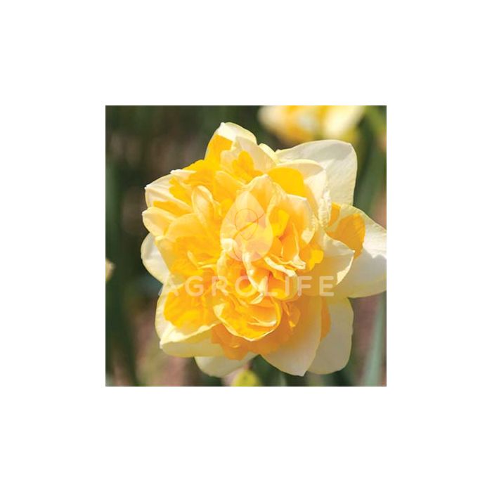 Нарцисс Sweet Pomponette,  Florium
