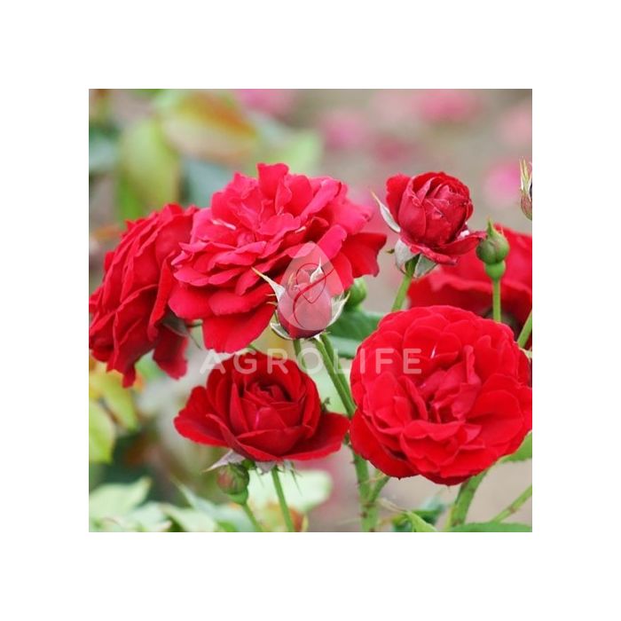 Роза флорибунда Нина Вейбл (Професійне насіння)