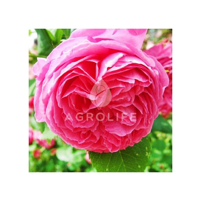 Саджанці троянди плетиста Pink Musimara (Пінк Мусімара)