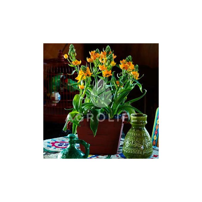 Орнитогалум Dubium Oranje,  Florium