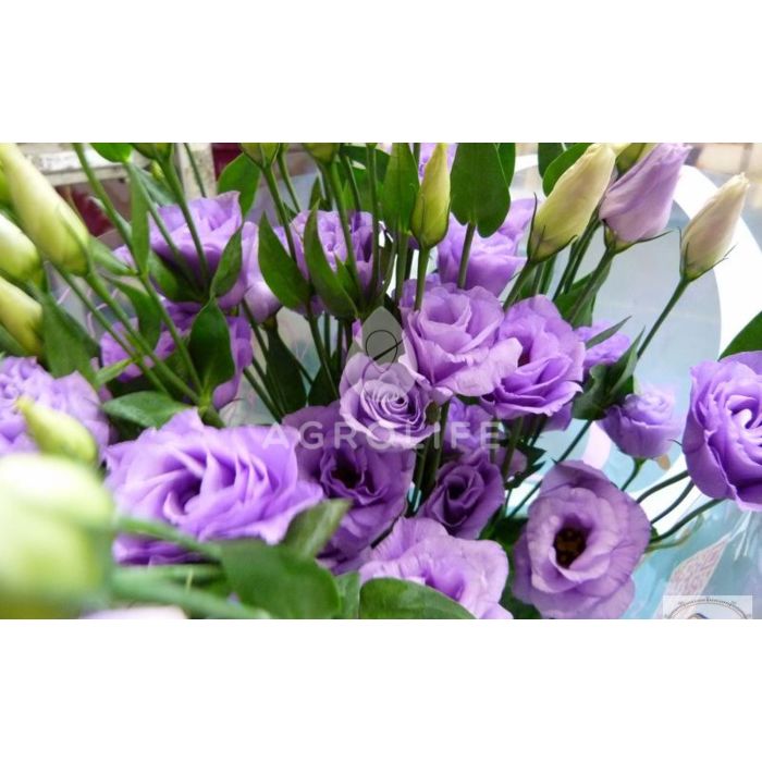 Роза (Эустома) Piccolo® 2 Lavender F1, Sakata