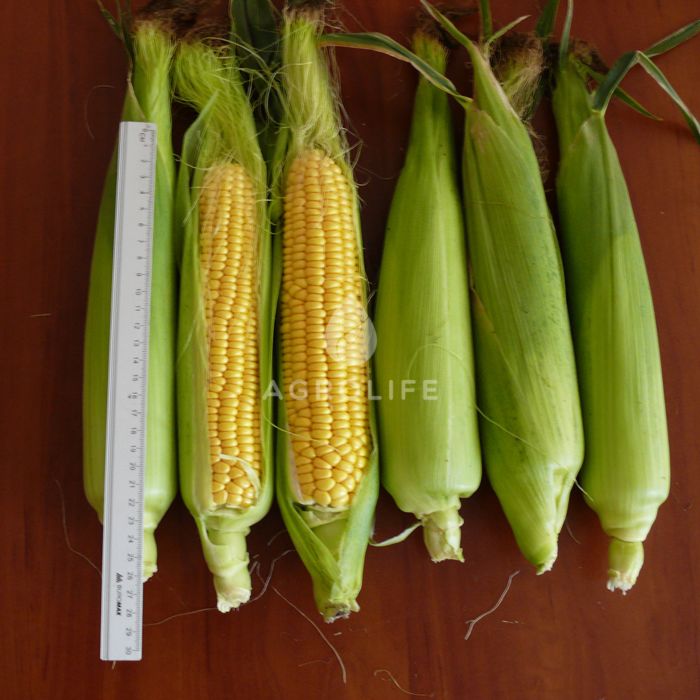 РАННЕЕ НАСЛАЖДЕНИЕ F1 / RANNEE NASLAZHDENIE F1 — Кукуруза, Lark Seeds