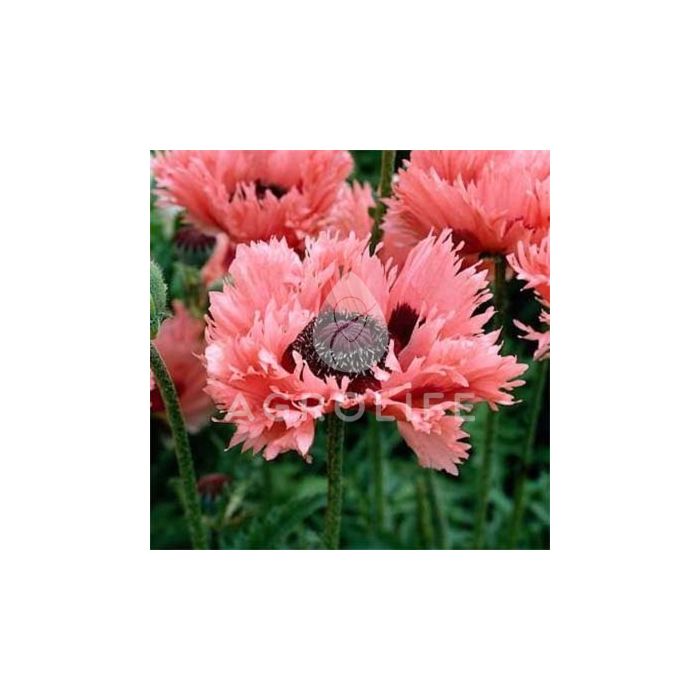 Мак Pink Ruffles, 1 корень, Florium