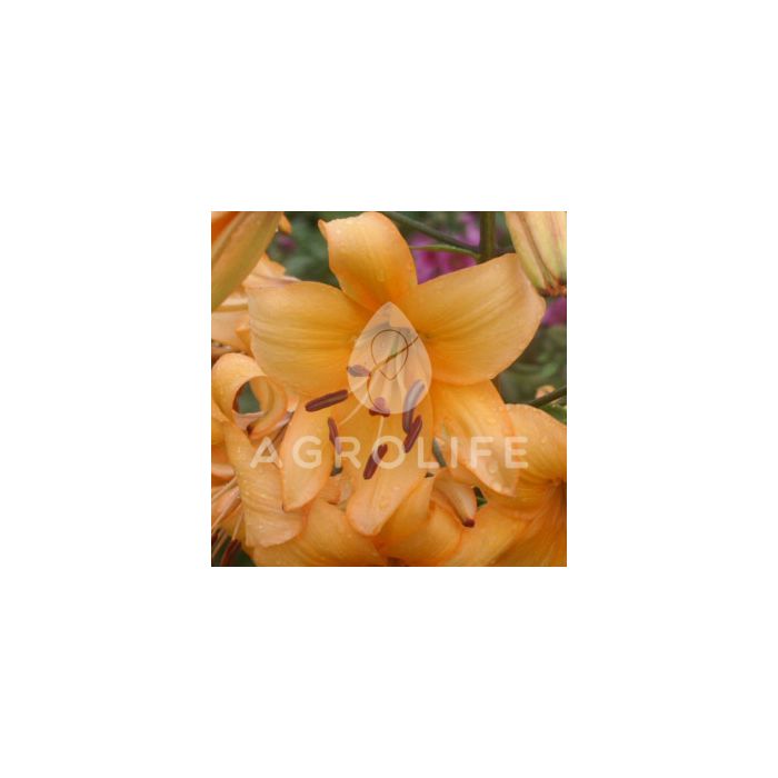 Лилия Pearl Stacey, 3 луковицы, Florium