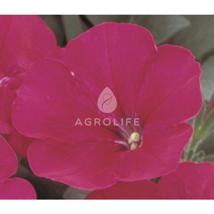 Петуния мелкоцветковая Merlin Cherry Rose F1, Sakata