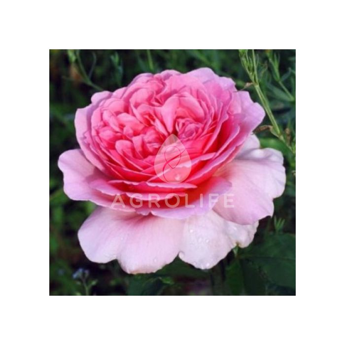Саджанці троянди плетиста Pink Musimara (Пінк Мушімара)