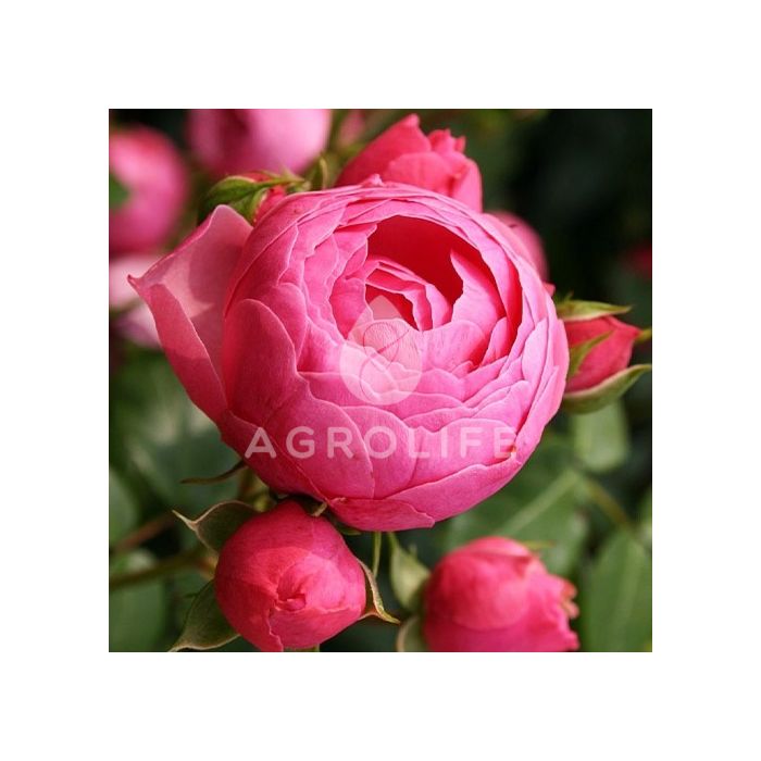 Саджанці троянди кордес Pomponella (Помпонелла)
