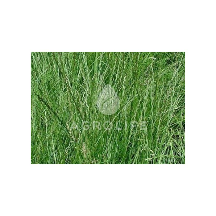 РАЙГРАС / RAYGRAS - газонна трава, Професійне насіння