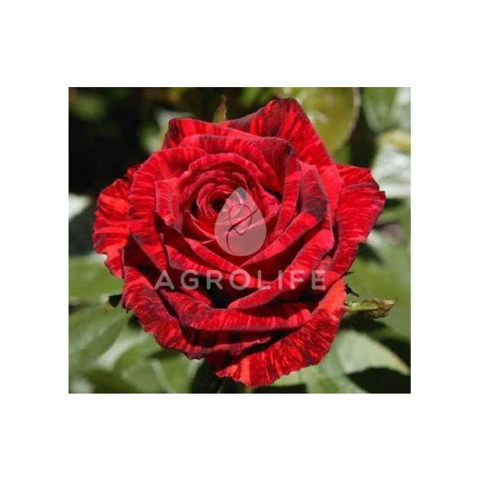 Саджанці троянди чайно-гібридна Red Intuition (Ред Інтуішн)