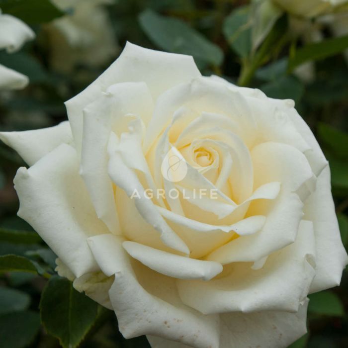 Саджанці троянди чайно-гібридна White Symphony (Уайт Сімфоні)