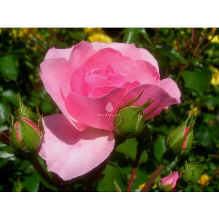 Саджанці троянди поліантова Bonica (Боніка)