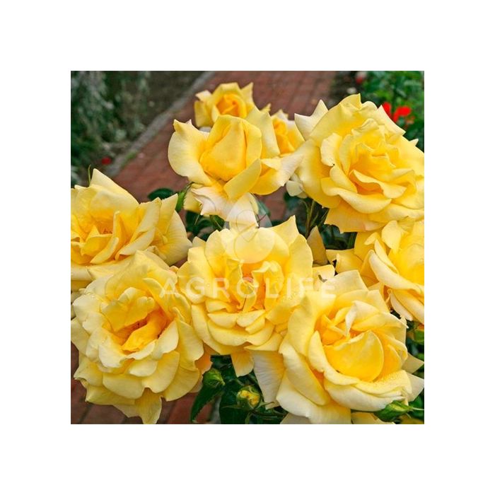 Саджанці троянди чайно-гібридна Berolina (Бероліна)