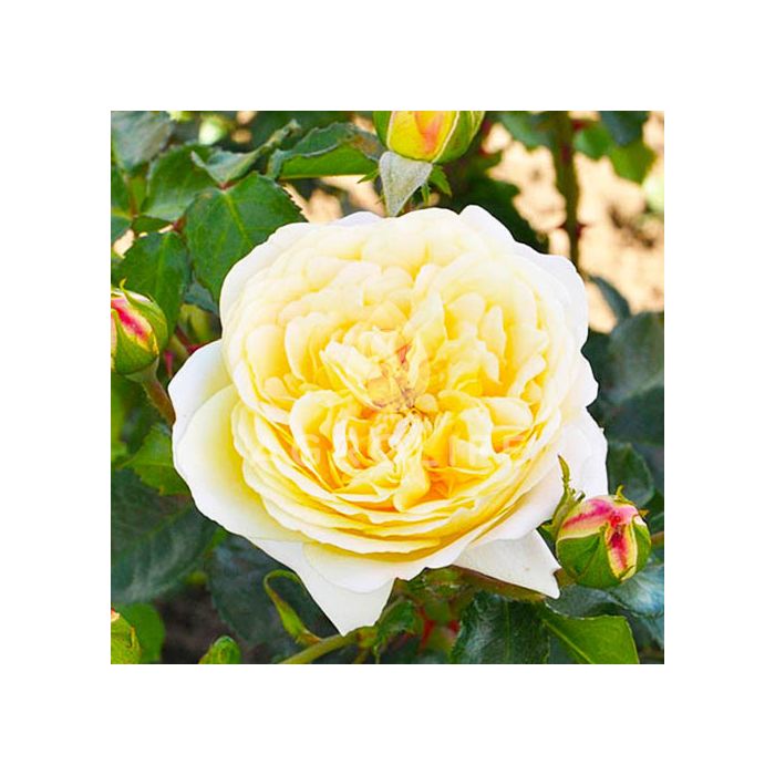 Саджанці троянди поліантова Lemon Vaza (Лемон Ваза)
