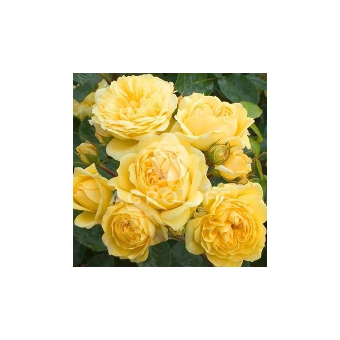 
Саджанці троянди поліантова Yellow Meilove (Єллоу Мейлав)