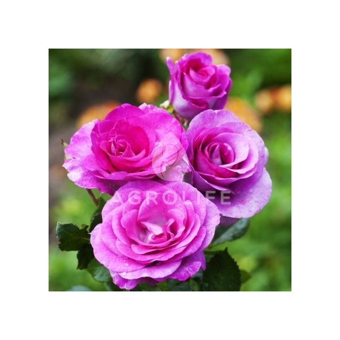 Саджанці троянди чайно-гібридна Violette Parfume (Віолет Парфум)
