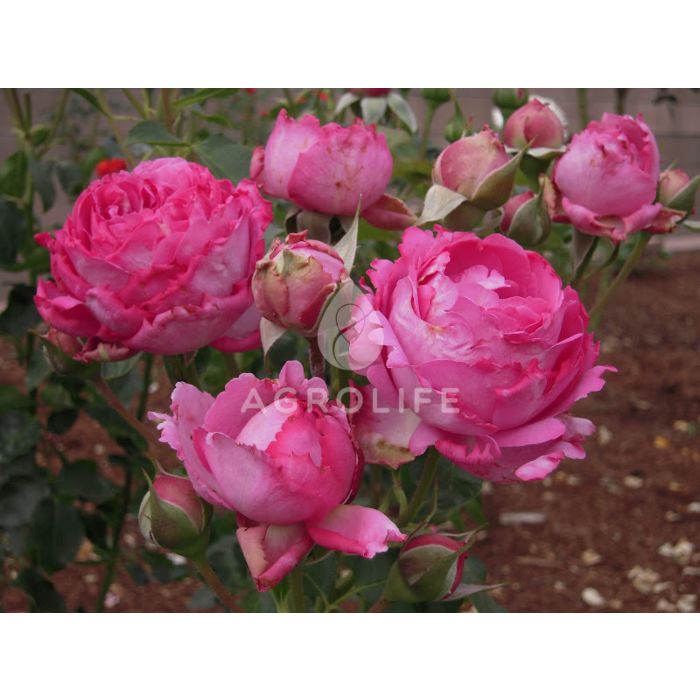 Саджанці троянди чайно-гібридна Yves Piaget (Ів Пьяже)