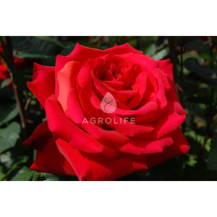 Саджанці троянди кордес Grande Amore (Гранд Аморе)
