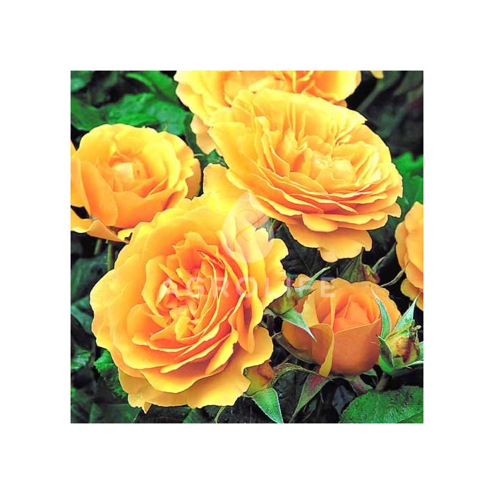 Саджанці троянди флорибунда Julia Child (Джулия Чайльд)