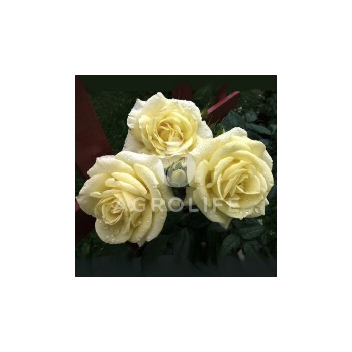 Роза Кордес Лимона (Професійне насіння)