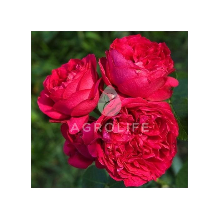 Саджанці троянди паркова Red Eden Rose (Ред Еден Роуз)