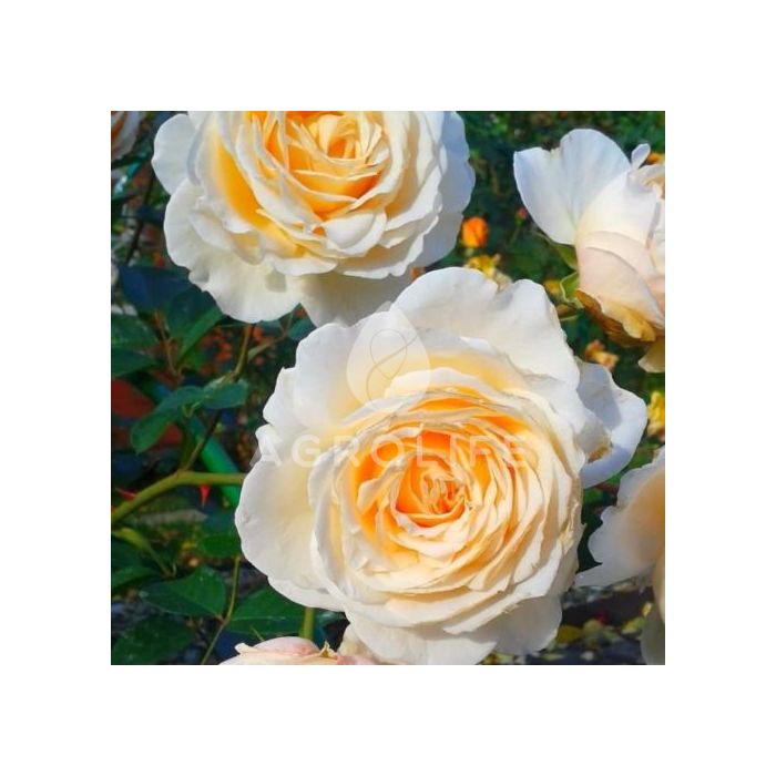 
Саджанці троянди поліантова Cream Abundance (Крем Ебунденс)