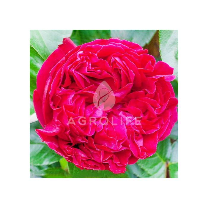 Саджанці троянди плетиста Red Eden Rose (Ред Іден Роуз)