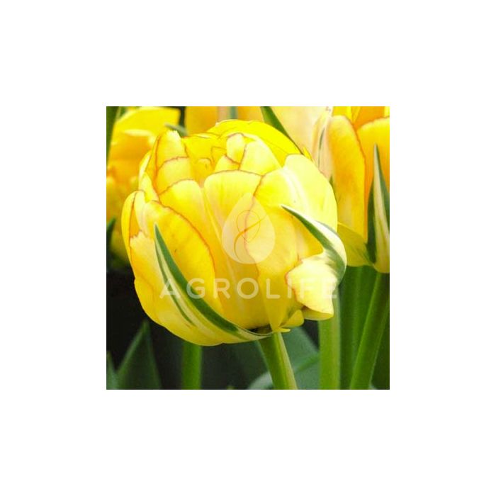 Тюльпан Akebono,  Florium