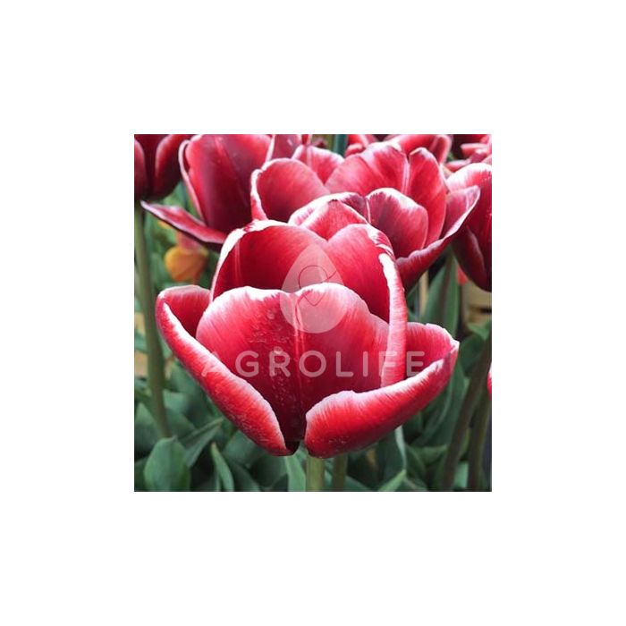 Тюльпан Armani,  Florium