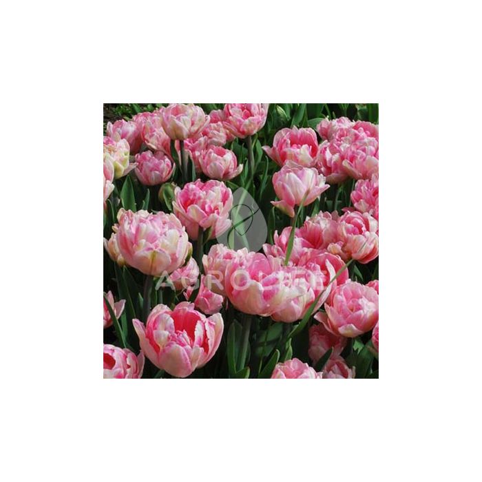 Тюльпан Foxtrot,  Florium