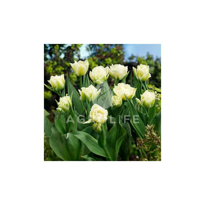 Тюльпан Global Desire,  Florium