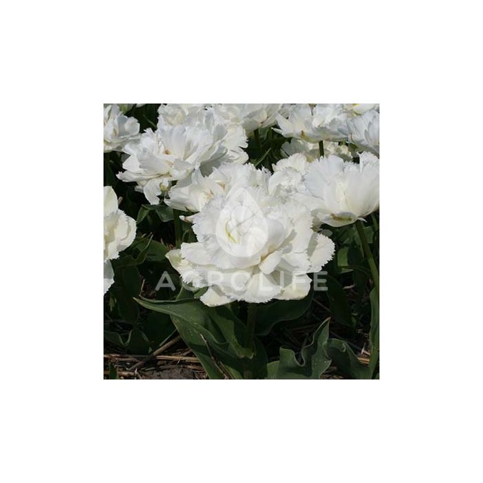 Тюльпан Grobina,  Florium
