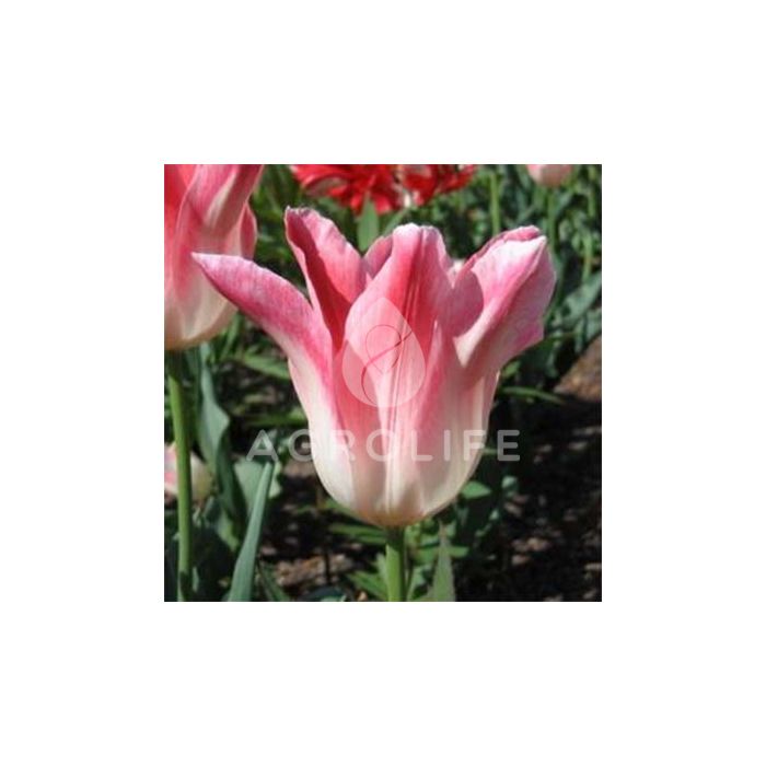 Тюльпан Holland Chic,  Florium