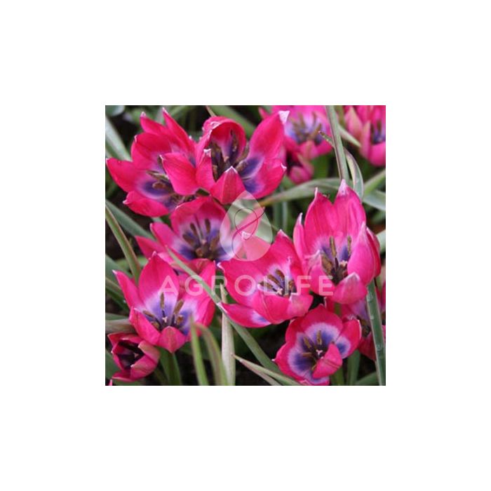 Тюльпан Little Beauty,  Florium