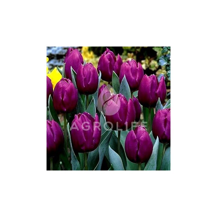 Тюльпан Purple Prince,  Florium