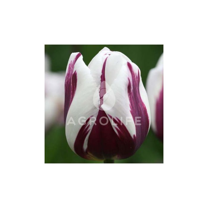 Тюльпан Rems Favourite,  Florium
